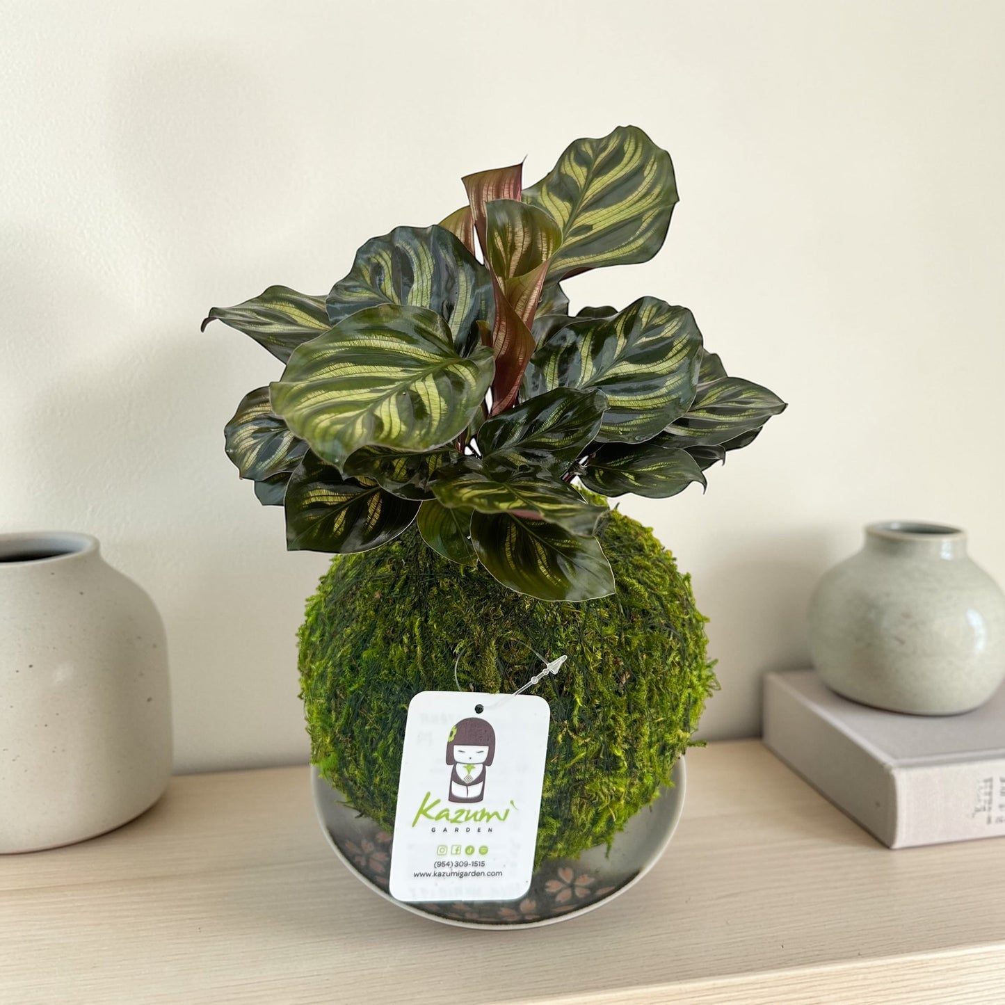 Calathea Makoyana | Moss Ball Kokedama